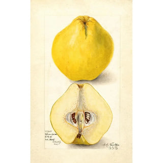 Amanda Almira Newton - Cydonia oblonga Champion.webp