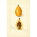 Eriobotrya japonica Victor - Amanda Almira Newton — vy av konstverket