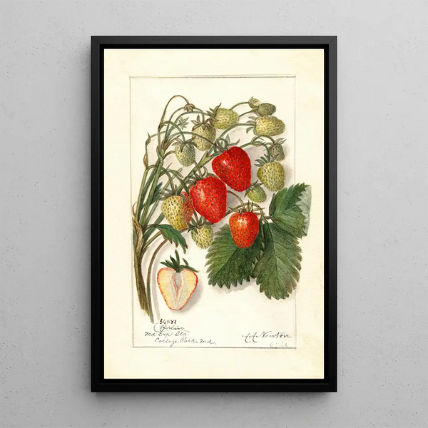 Reproduktion av målningen Fragaria Berlin - Amanda Almira Newton