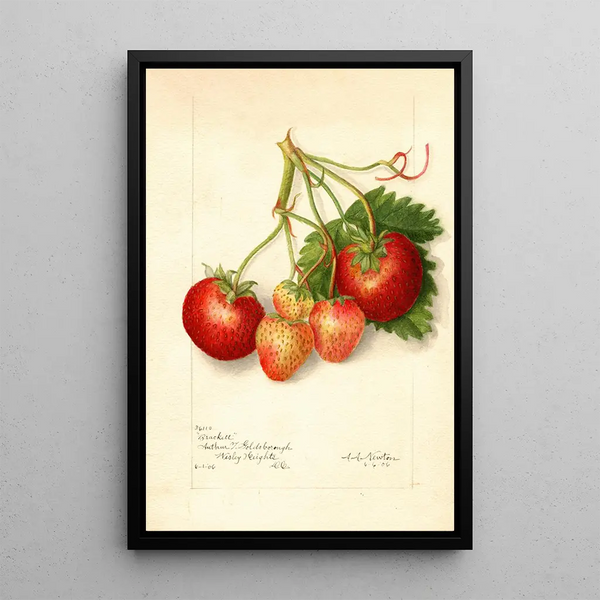 Reproduktion av målningen Fragaria Brackett - Amanda Almira Newton