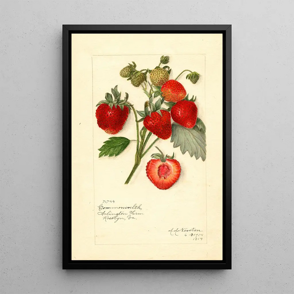 Reproduktion av målningen Fragaria Commonwealth - Amanda Almira Newton