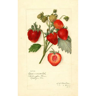 Amanda Almira Newton - Fragaria Commonwealth.webp