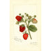 Fragaria Deacon - Amanda Almira Newton — vy av konstverket