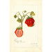 Fragaria Dew - Amanda Almira Newton — vy av konstverket