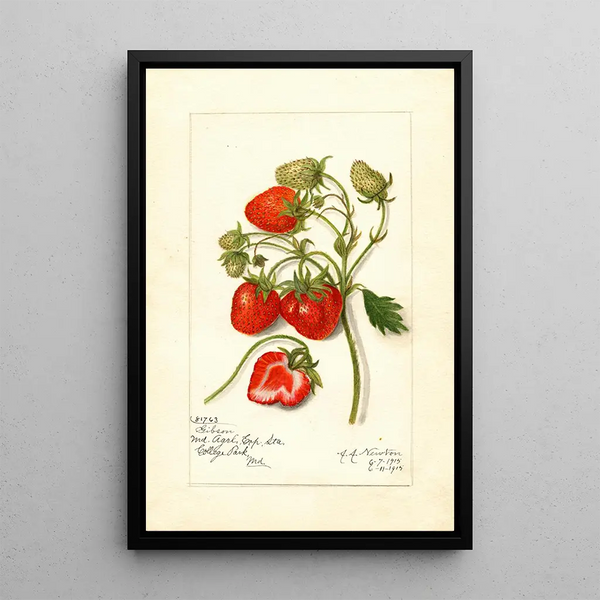 Reproduktion av målningen Fragaria Gibson - Amanda Almira Newton