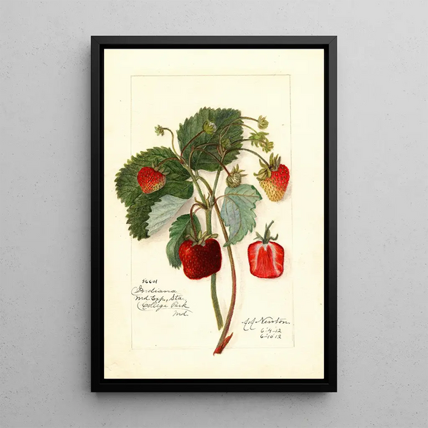 Reproduktion av målningen Fragaria Indiana - Amanda Almira Newton