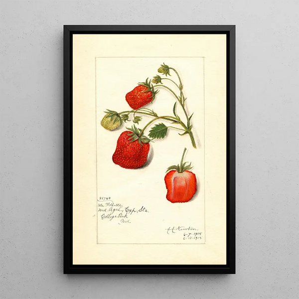 Reproduktion av målningen Fragaria La Follette - Amanda Almira Newton
