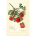 Fragaria Mrs - Amanda Almira Newton — vy av konstverket