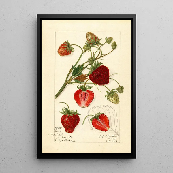 Reproduktion av målningen Fragaria Pearl - Amanda Almira Newton