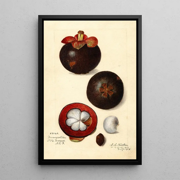 Reproduktion av målningen Garcinia mangostana - Amanda Almira Newton