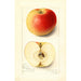 Malus domestica Banana - Amanda Almira Newton — vy av konstverket