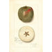 Malus domestica Ben Cap - Amanda Almira Newton — vy av konstverket