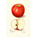 Malus domestica Doctor - Amanda Almira Newton — vy av konstverket