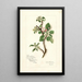 Reproduktion av målningen Malus domestica Jonathan - Amanda Almira Newton