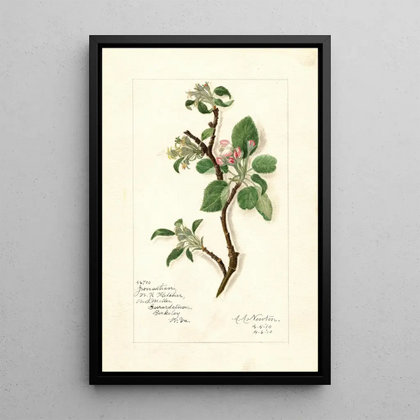 Reproduktion av målningen Malus domestica Jonathan - Amanda Almira Newton