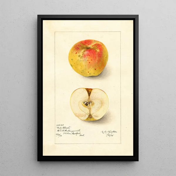 Reproduktion av målningen Malus domestica Lady Blush - Amanda Almira Newton