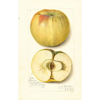 Amanda Almira Newton - Malus domestica Quince.webp