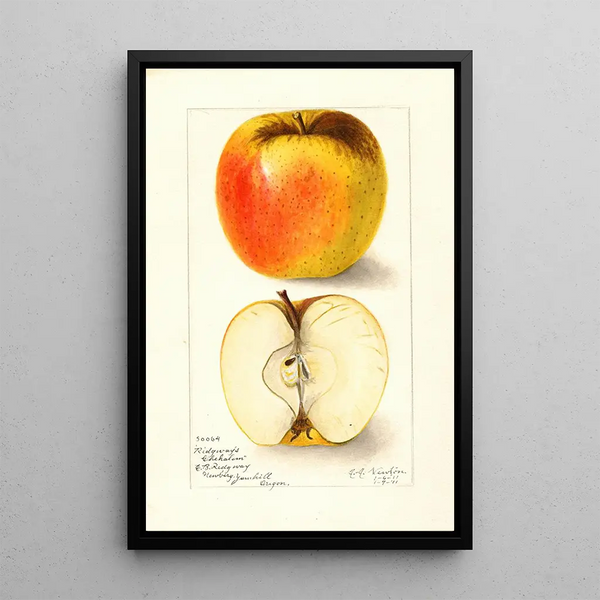 Reproduktion av målningen Malus domestica Ridgeways Chehalem - Amanda Almira Newton