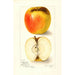 Reproduktion av målningen Malus domestica Ridgeways Chehalem - Amanda Almira Newton