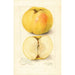Malus domestica Stones Apple - Amanda Almira Newton — vy av konstverket