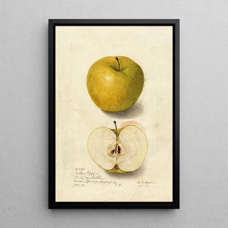 Amanda Almira Newton - Malus domestica Tallow Pippin.webp