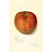 Reproduktion av målningen Malus domestica Twenty Ounce - Amanda Almira Newton