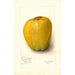 Malus domestica White Pearmain - Amanda Almira Newton — vy av konstverket