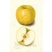 Malus domestica White Pippin - Amanda Almira Newton — vy av konstverket