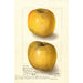 Malus domestica Yellow Newtown - Amanda Almira Newton — vy av konstverket