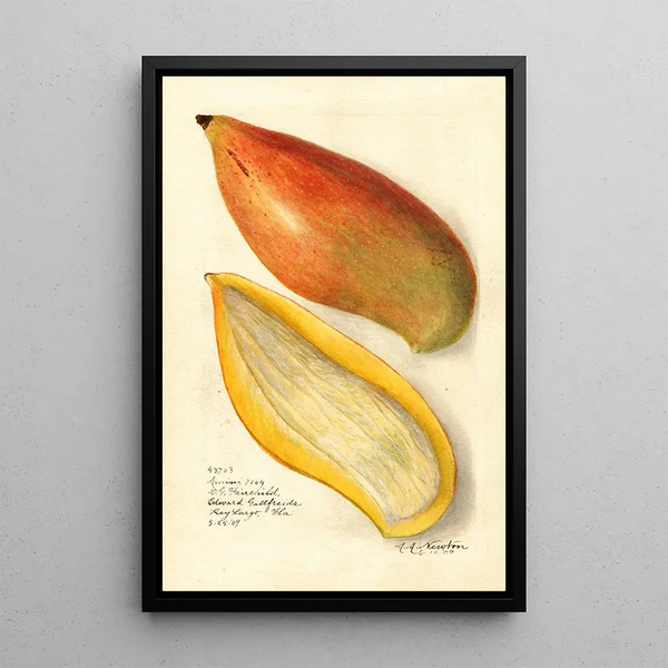 Reproduktion av målningen Mangifera indica Amiri - Amanda Almira Newton
