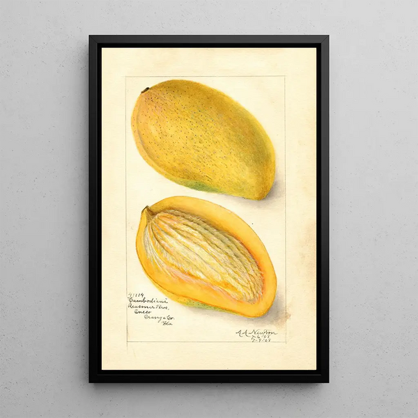 Reproduktion av målningen Mangifera indica Cambodiana - Amanda Almira Newton