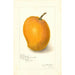 Mangifera indica Maharajah - Amanda Almira Newton — vy av konstverket