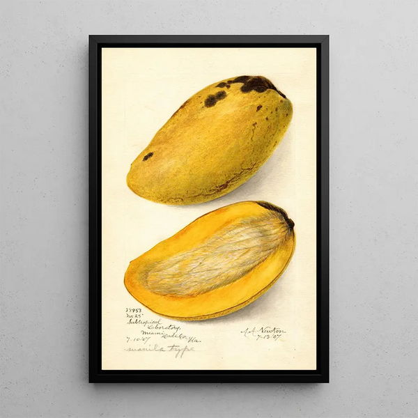Reproduktion av målningen Mangifera indica No - Amanda Almira Newton