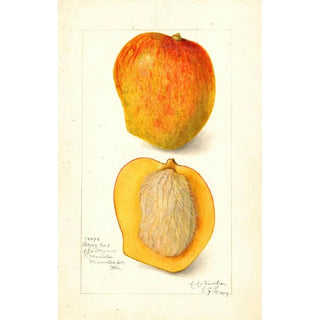 Amanda Almira Newton - Mangifera indica Peters No.webp