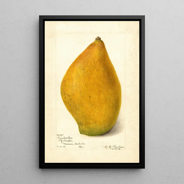 Reproduktion av målningen Mangifera indica Sandersha - Amanda Almira Newton