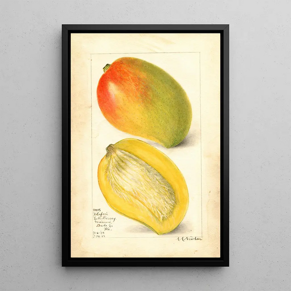 Reproduktion av målningen Mangifera indica Totafari - Amanda Almira Newton