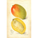 Reproduktion av målningen Mangifera indica Totafari - Amanda Almira Newton