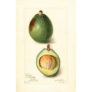 Amanda Almira Newton - Persea Avocado.webp