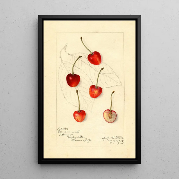 Reproduktion av målningen Prunus avium Centennial - Amanda Almira Newton