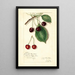 Reproduktion av målningen Prunus avium Knight Early Red - Amanda Almira Newton