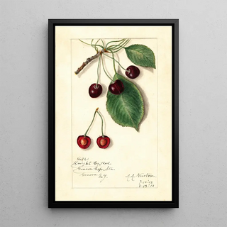 Amanda Almira Newton - Prunus avium Knight Early Red.webp