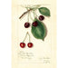 Reproduktion av målningen Prunus avium Knight Early Red - Amanda Almira Newton