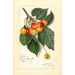 Prunus avium Rockport - Amanda Almira Newton — vy av konstverket