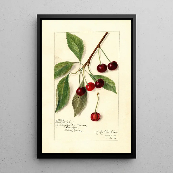 Reproduktion av målningen Prunus avium Roditelsky - Amanda Almira Newton