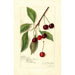 Reproduktion av målningen Prunus avium Roditelsky - Amanda Almira Newton