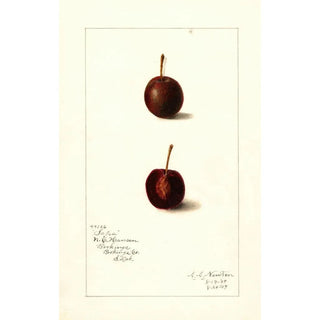 Amanda Almira Newton - Prunus avium Safra.webp