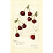 Prunus avium Suda - Amanda Almira Newton — vy av konstverket