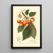 Reproduktion av målningen Prunus avium Yellow Spanish - Amanda Almira Newton
