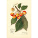 Reproduktion av målningen Prunus avium Yellow Spanish - Amanda Almira Newton