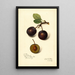 Reproduktion av målningen Prunus domestica Late Orleans - Amanda Almira Newton